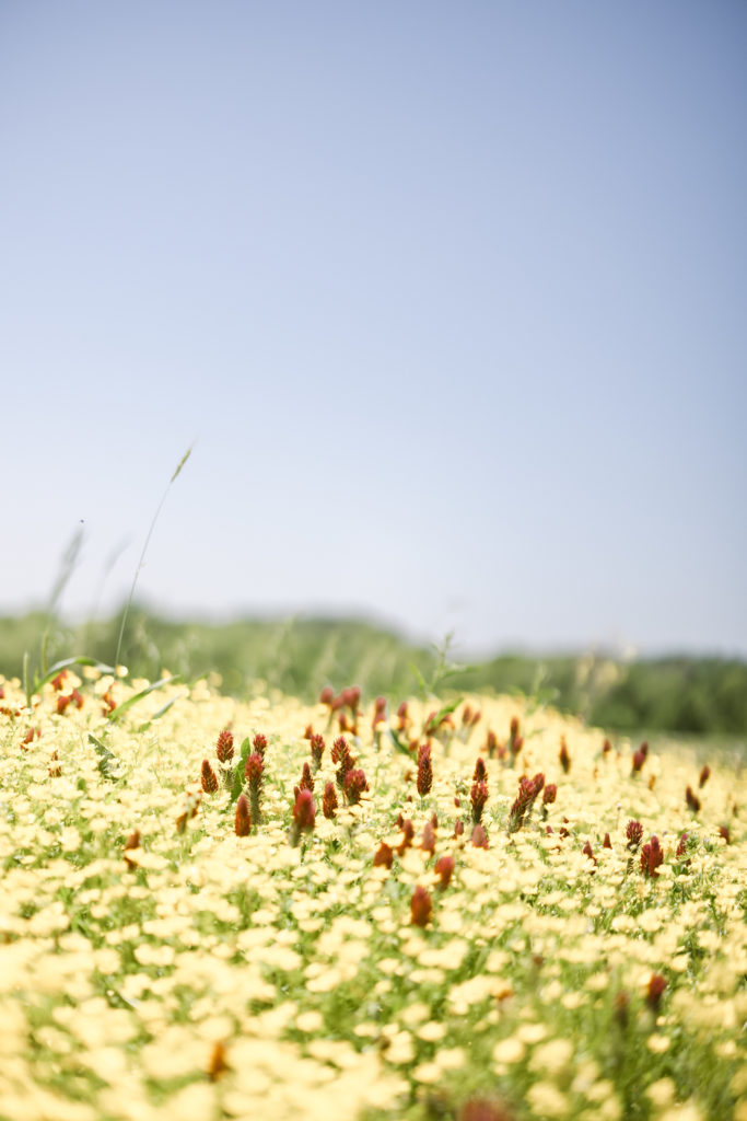 Luxury wedding venue in Franklin TN that has a yellow flower field on the property