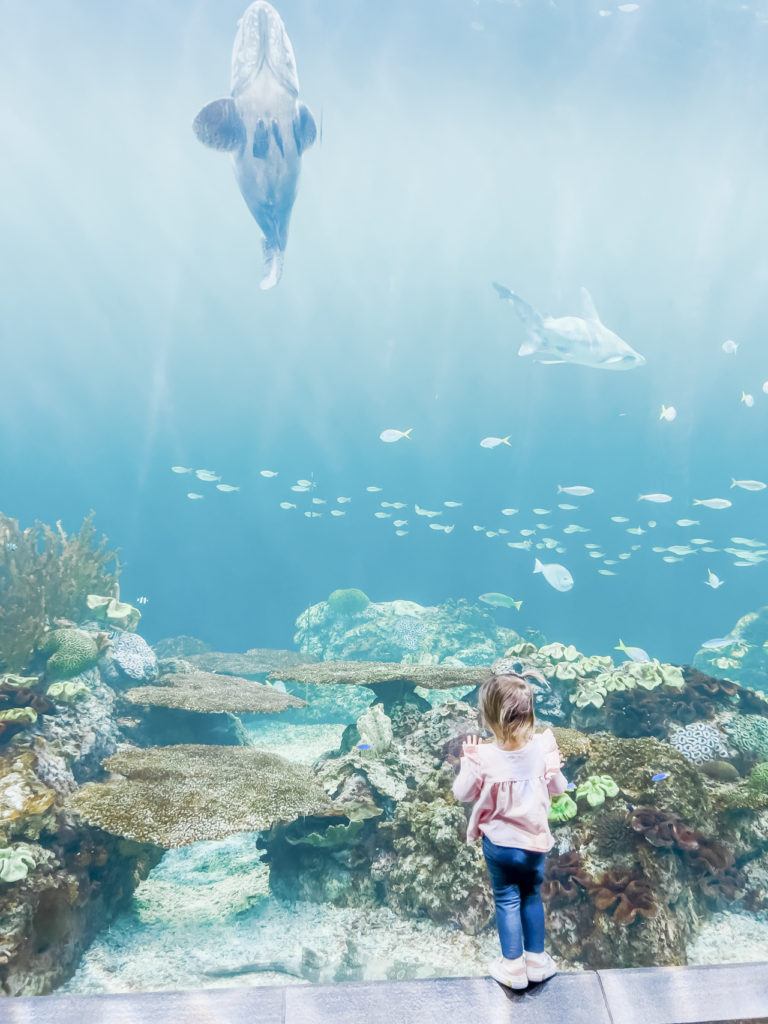 little girl at shedd aquarium in chicago